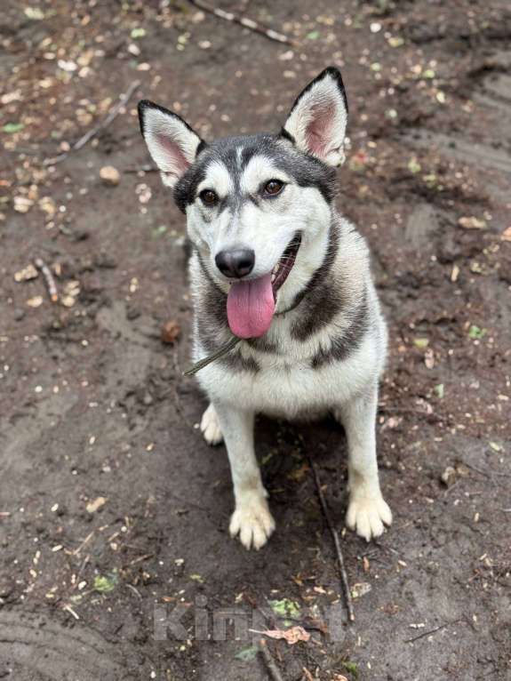 Собаки в Москве: Миниатюрная хаски Таура Девочка, Бесплатно - фото 10
