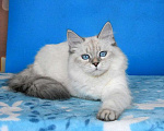 Кошки в Москве: Синеглазая красавица Девочка, Бесплатно - фото 4