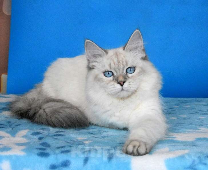 Кошки в Москве: Синеглазая красавица Девочка, Бесплатно - фото 4