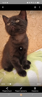 Шотландский прямоухий котенок.