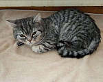Кошки в Барнауле: Шотланские котята., 3 500 руб. - фото 3