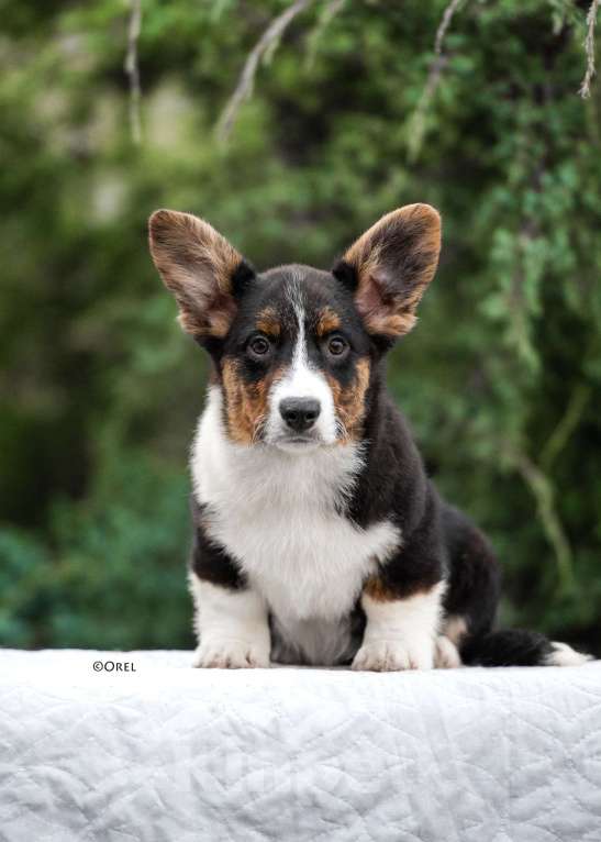 Собаки в других городах Краснодарского края: Щенки вельш корги кардиган Мальчик, 60 000 руб. - фото 4