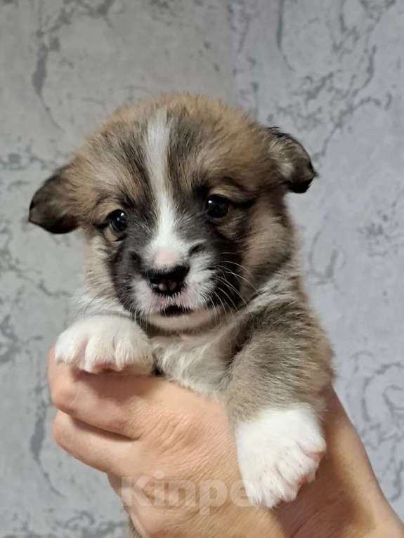 Собаки в Волгодонске: Щенки Вельш Корги Пемброк Разнополые, Бесплатно - фото 7