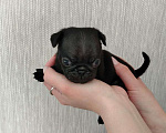 Собаки в Новосибирске: Щенок мопса Мальчик, 25 000 руб. - фото 5