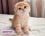 Кошки в Москве: Шотландский вислоухий котёнок  Девочка, 30 000 руб. - фото 1