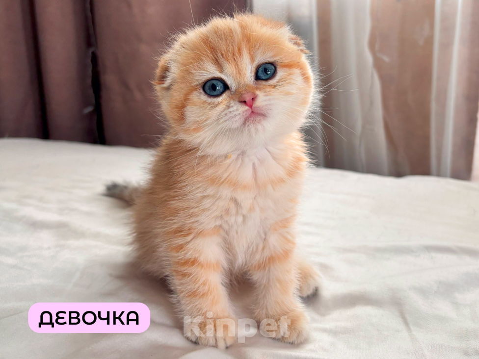 Кошки в Москве: Шотландский вислоухий котёнок  Девочка, 30 000 руб. - фото 1