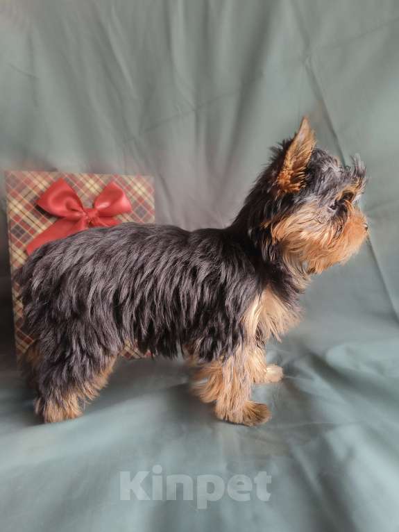Собаки в Москве: Йоркширский терьер мини Девочка, 70 000 руб. - фото 6
