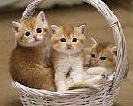 Кошки в Краснодаре: Британские котята золотая шиншилла NY 11 Мальчик, 30 000 руб. - фото 3