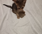 Кошки в Ульяновске: Котенок Мальчик, Бесплатно - фото 1