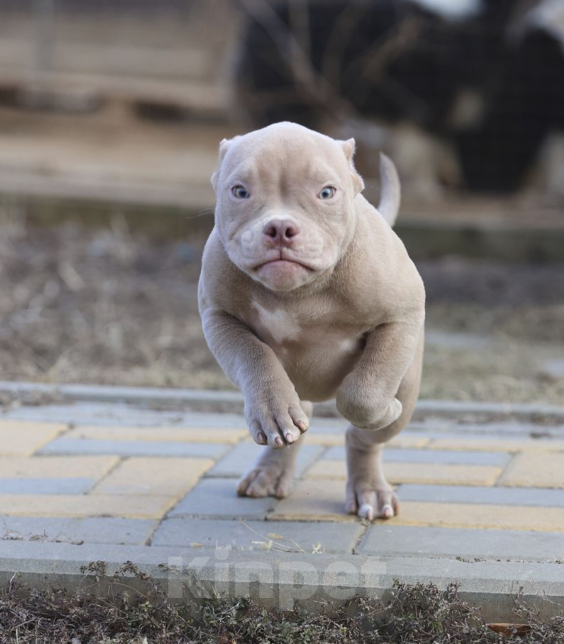 Собаки в Волгодонске: Американский булли Мальчик, 30 000 руб. - фото 4