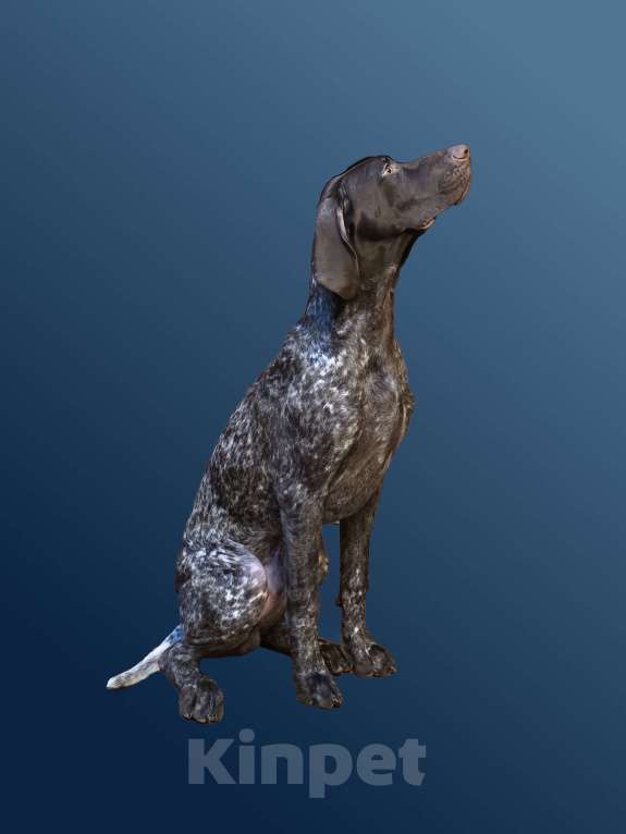 Собаки в Москве: Щенок немецкого курцхаара из питомника &amp;amp;amp;quot;Степь Широкая&amp;amp;amp;quot;в Москве Мальчик, 80 000 руб. - фото 2