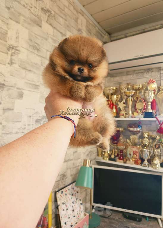 Собаки в Москве: Эффектная девочка померансекого шпица РКФ Девочка, Бесплатно - фото 2