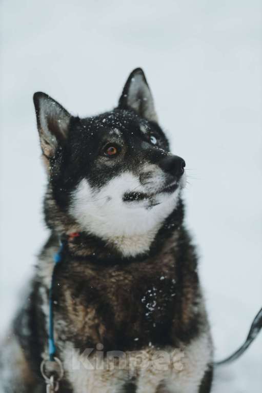 Собаки в Санкт-Петербурге: Умница хаски Айка из приюта Девочка, Бесплатно - фото 2