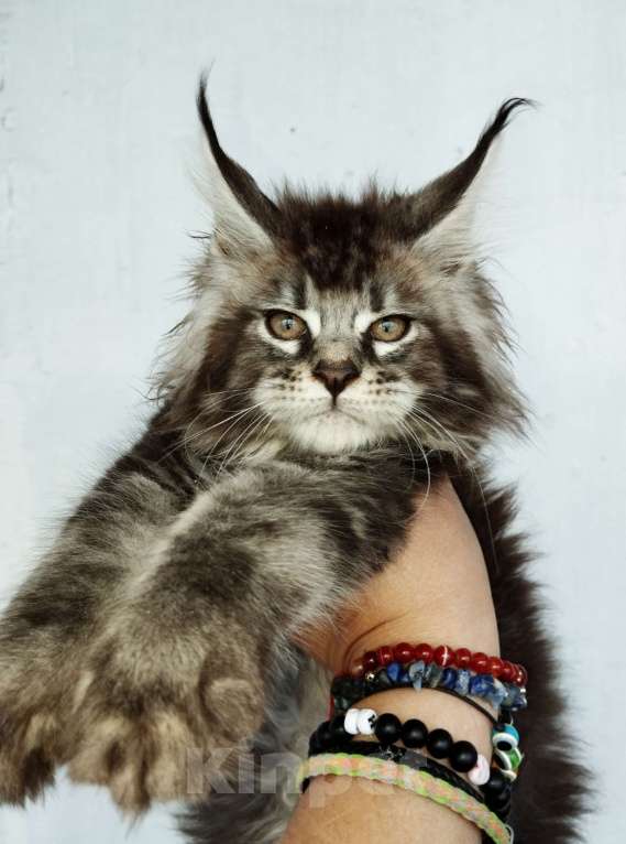 Кошки в Москве: Огромные Мейн куны  Мальчик, 65 000 руб. - фото 4