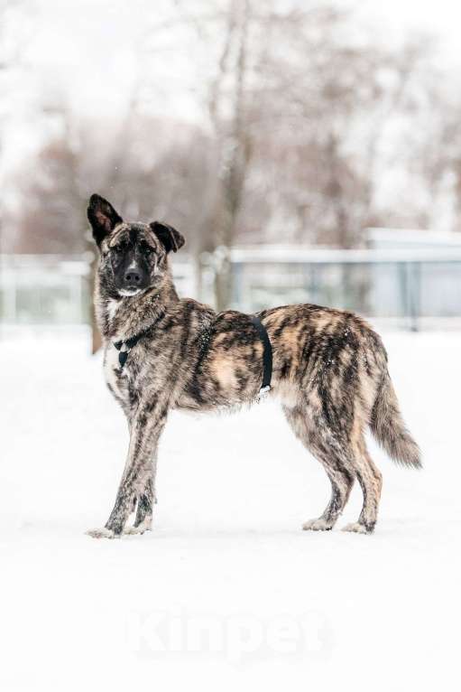 Собаки в Москве: Тигровый Чуни ищет дом Мальчик, Бесплатно - фото 2