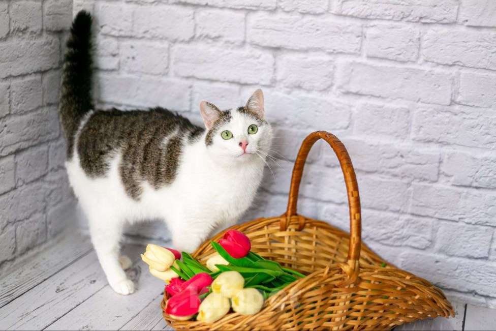 Кошки в Люберцах: Чуда ждет вас — лапочка Лапа ищет свой дом! Девочка, Бесплатно - фото 3