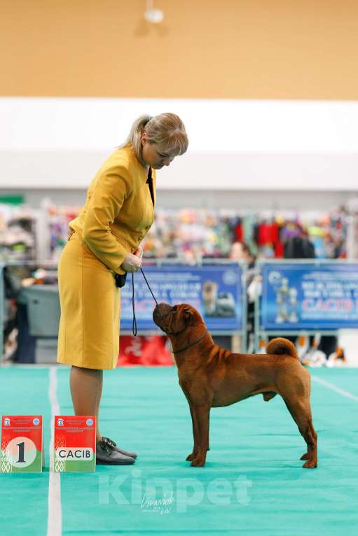 Собаки в Туле: Вязка дорого Мальчик, Бесплатно - фото 2