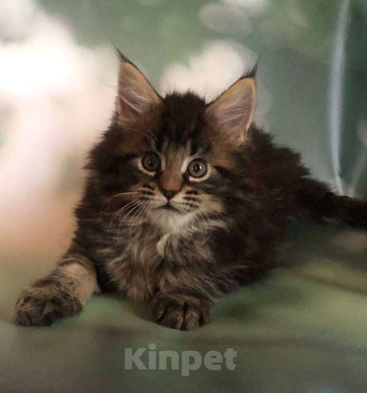 Кошки в Санкт-Петербурге: Котик мейн кун из питомника Nord-Westland Мальчик, 45 000 руб. - фото 3