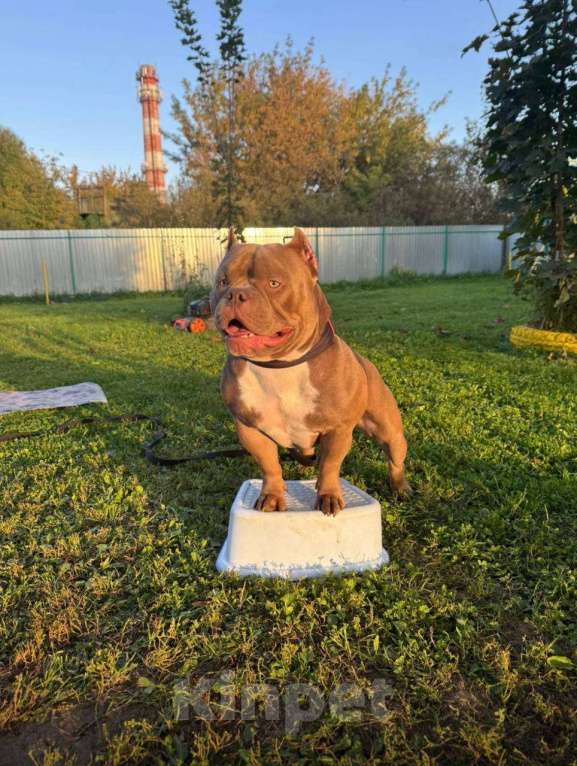 Собаки в Коломне: Вязка с сукой Мальчик, Бесплатно - фото 4