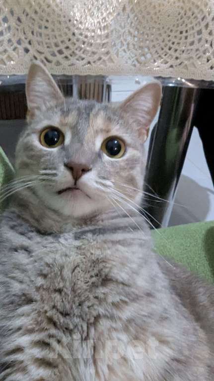 Кошки в Курганинске: Пропала кошка в г.Курганинск Девочка, 1 000 руб. - фото 9