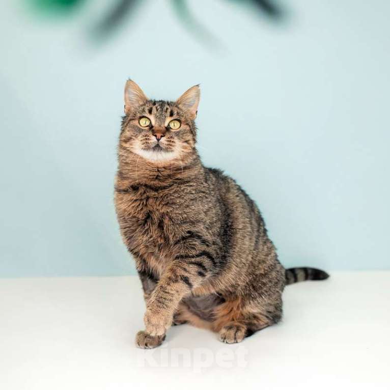 Кошки в Москве: Крупная британская кошка Муза в добрые руки Девочка, 1 руб. - фото 5