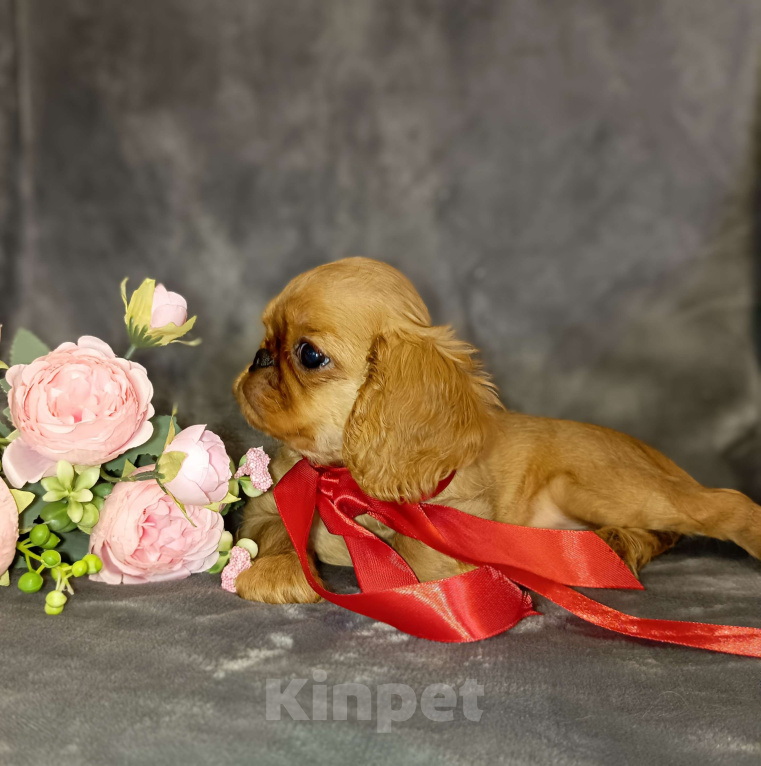 Собаки в Москве: Кортни Девочка, 55 000 руб. - фото 4