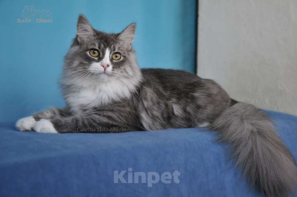 Кошки в Москве: Сибирская девочка Царевна. Девочка, 35 000 руб. - фото 3