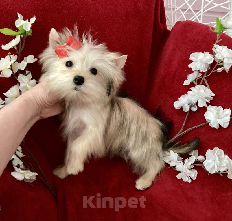 Собаки в Москве: Золотой йорк голддаст мини девочка Девочка, 60 000 руб. - фото 9