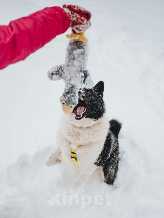 Собаки в Москве: Север – энергичный пес, рожденный для приключений.💫 Мальчик, Бесплатно - фото 2