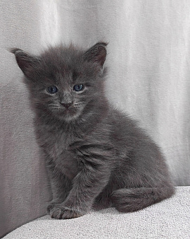 Котенок мейн-кун