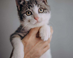 Кошки в Москве: Степа ищет родителей Мальчик, Бесплатно - фото 4