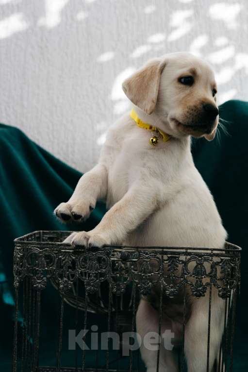 Собаки в Москве: Лабрадор-ретривер, щенок Мальчик, Бесплатно - фото 3