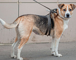 Собаки в Москве: Гаечка, собака для семьи с детьми Девочка, Бесплатно - фото 1
