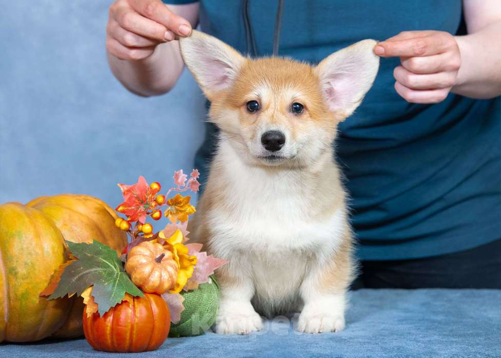 Собаки в Москве: Вельш корги пемброк Девочка, 80 000 руб. - фото 2