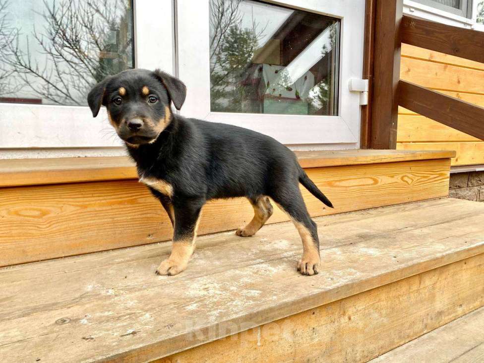 Собаки в Москве: Щенки девочки в добрые руки Девочка, Бесплатно - фото 2
