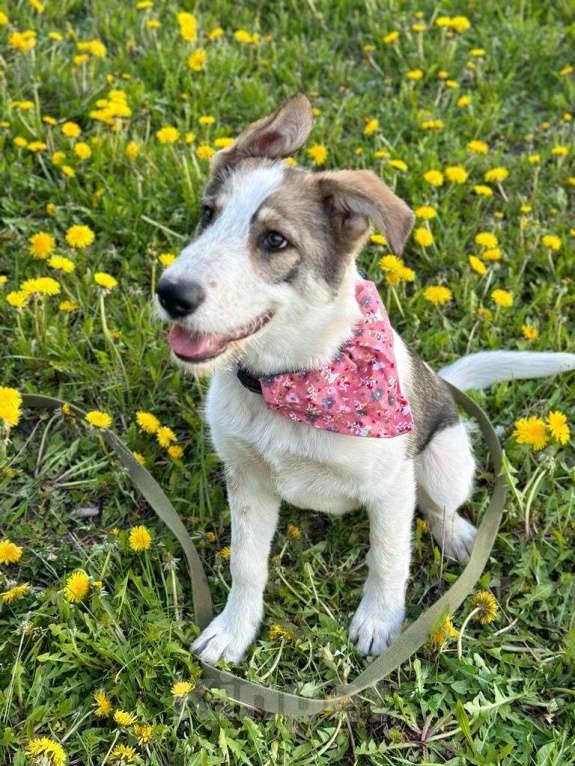 Собаки в Ивантеевке: Щенок ищет дом и своего человека Мальчик, Бесплатно - фото 6