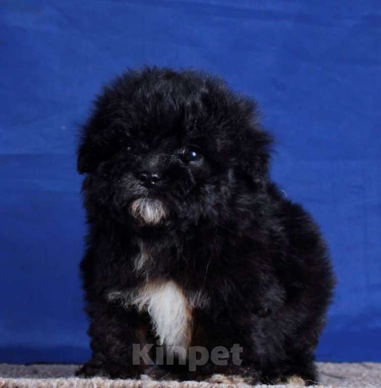 Собаки в Москве: мальтипу мини и микро, бэби фейс Мальчик, 100 000 руб. - фото 3