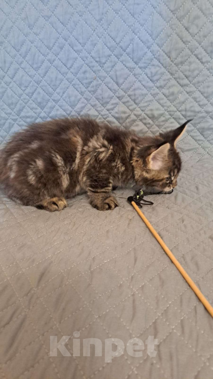 Кошки в Ярославле: Котенок девочка 2 Девочка, 35 000 руб. - фото 3