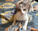 Кошки в Ростове-на-Дону: Кошечке - Трехцветочке срочно нужен дом Девочка, Бесплатно - фото 8