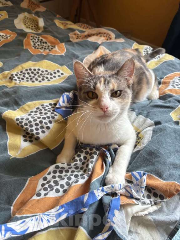 Кошки в Ростове-на-Дону: Кошечке - Трехцветочке срочно нужен дом Девочка, Бесплатно - фото 8