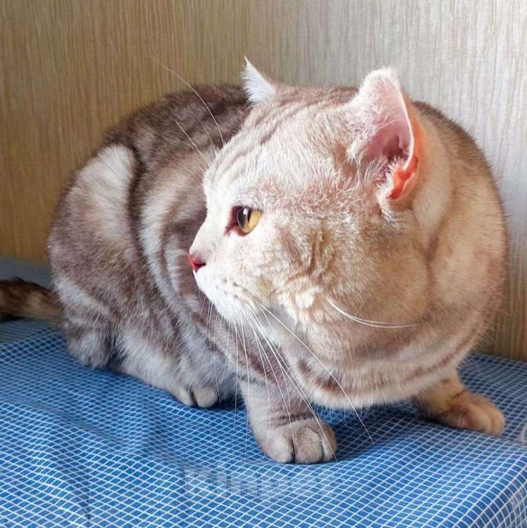 Кошки в Москве: Котика выкинули Мальчик, Бесплатно - фото 5