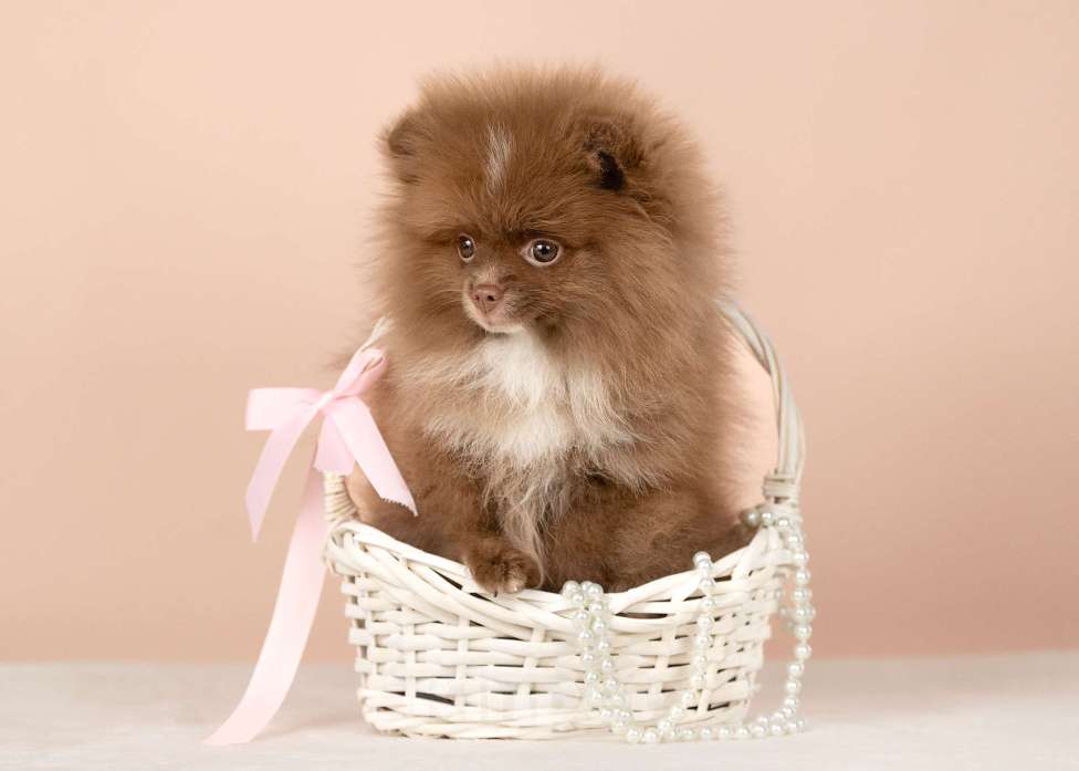 Собаки в Всеволожске: Померанский шпиц, девочка Девочка, 1 руб. - фото 1