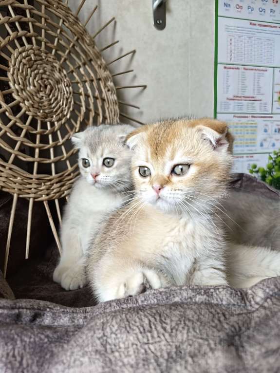 Кошки в Москве: Шотландские котята эксклюзивных окрасов Разнополые, 30 000 руб. - фото 5