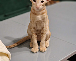 Кошки в Подольске: Нежный Персик Мальчик, 65 000 руб. - фото 7