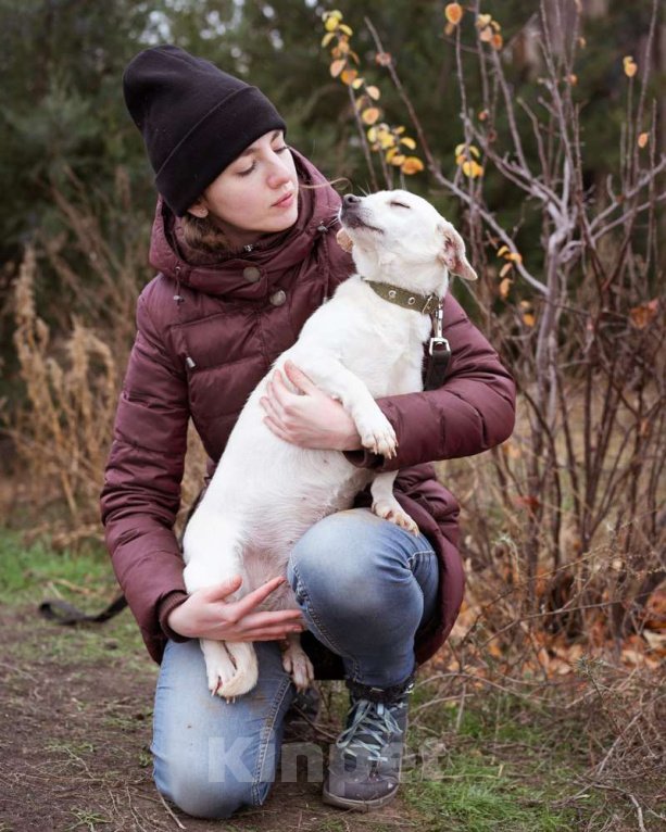 Собаки в Москве: Собака из приюта ищет дом Девочка, Бесплатно - фото 2