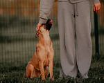Собаки в Москве: Изящная девочка Джуди ищет свою семью! Девочка, Бесплатно - фото 5