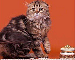 Кошки в Саратове: Хайленд фолд днвочка, 5 000 руб. - фото 1