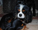 Собаки в Рязани: Кавалер кинг чарльз спаниель вязка, 1 руб. - фото 7