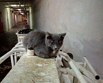 Кошки в Москве: Котята, Бесплатно - фото 3