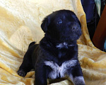 Собаки в Туле: Отдам в дар Мальчик, 100 руб. - фото 1